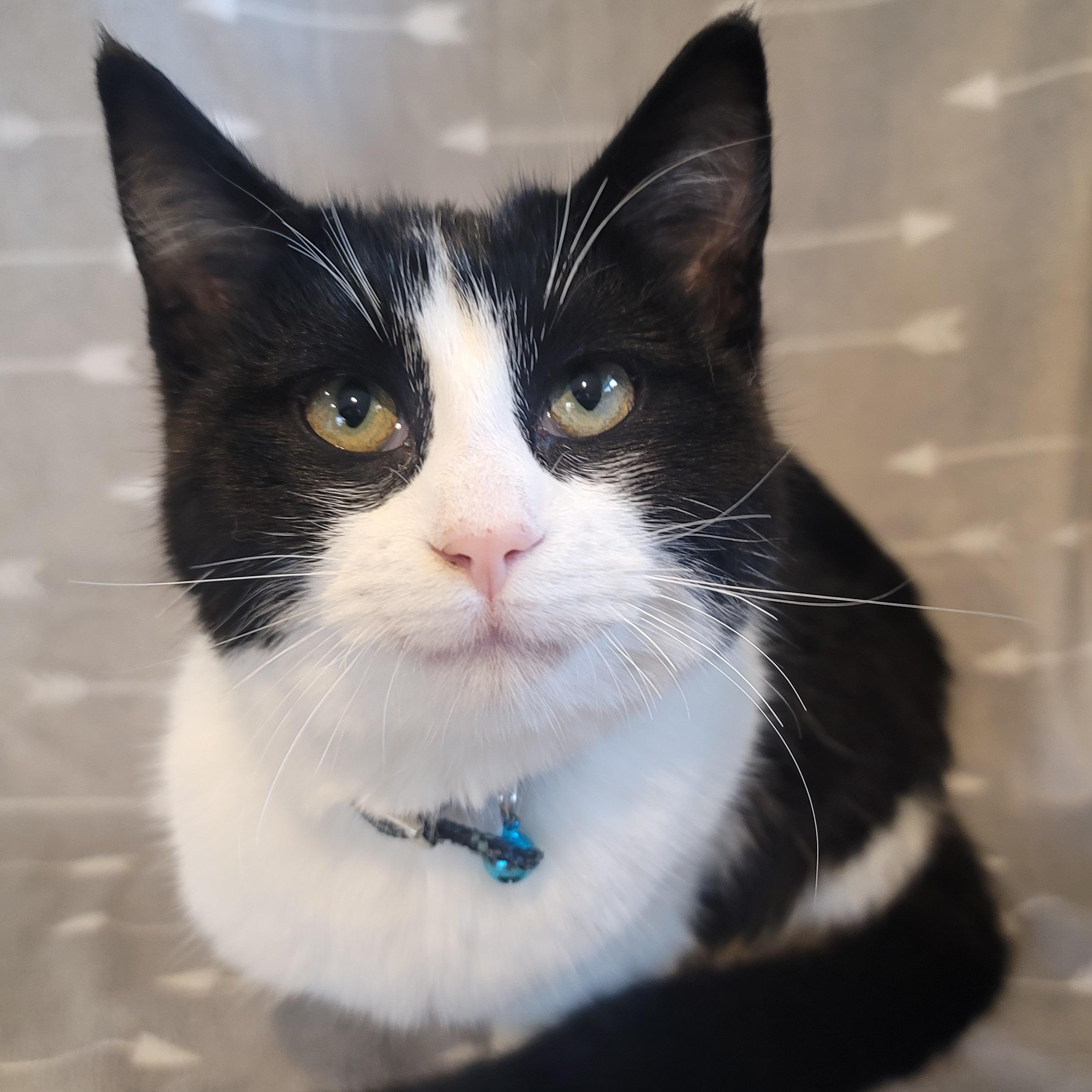 Loki, an adopted Domestic Short Hair in Saint Paul, MN image 4/4