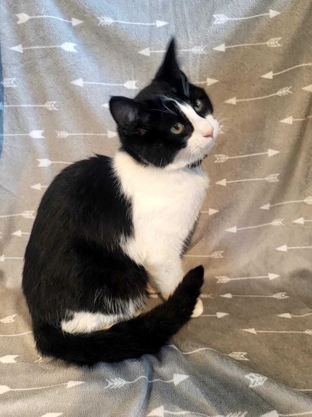 Loki, adopted, Young Male Domestic Short Hair.