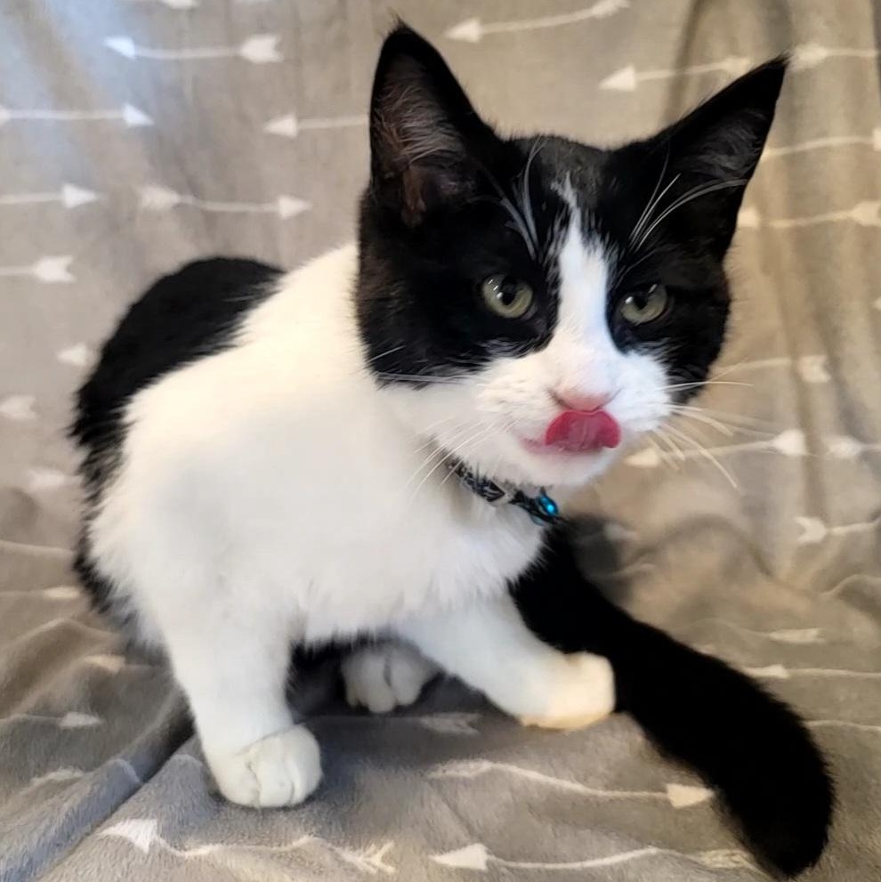 Loki, an adopted Domestic Short Hair in Saint Paul, MN image 2/4