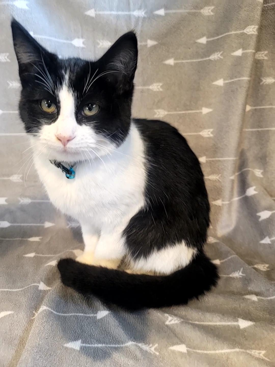 Loki, an adopted Domestic Short Hair in Saint Paul, MN image 3/4