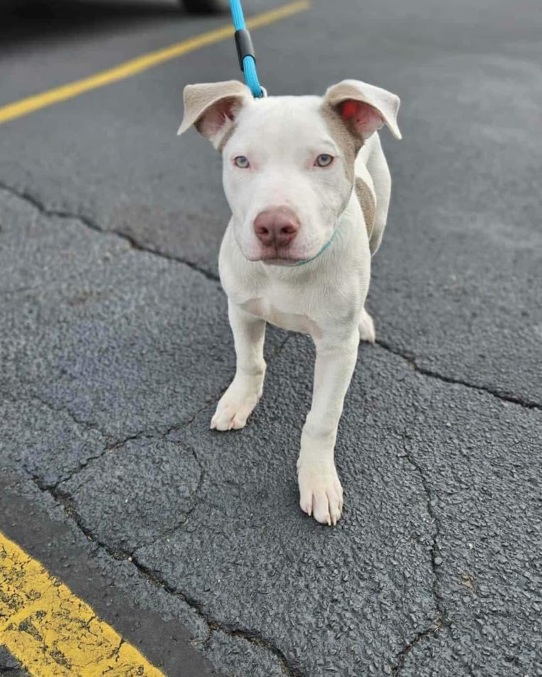 Tank, ADOPTABLE, Puppy Male Pit Bull Terrier.