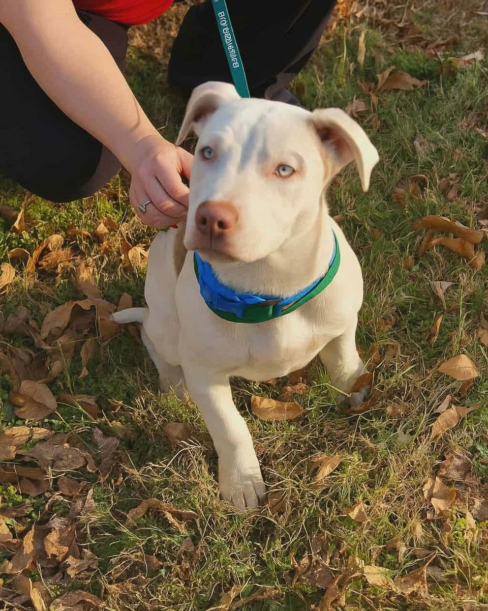 Tank, a ADOPTABLE Pit Bull Terrier in Broken Arrow, OK image 3/3