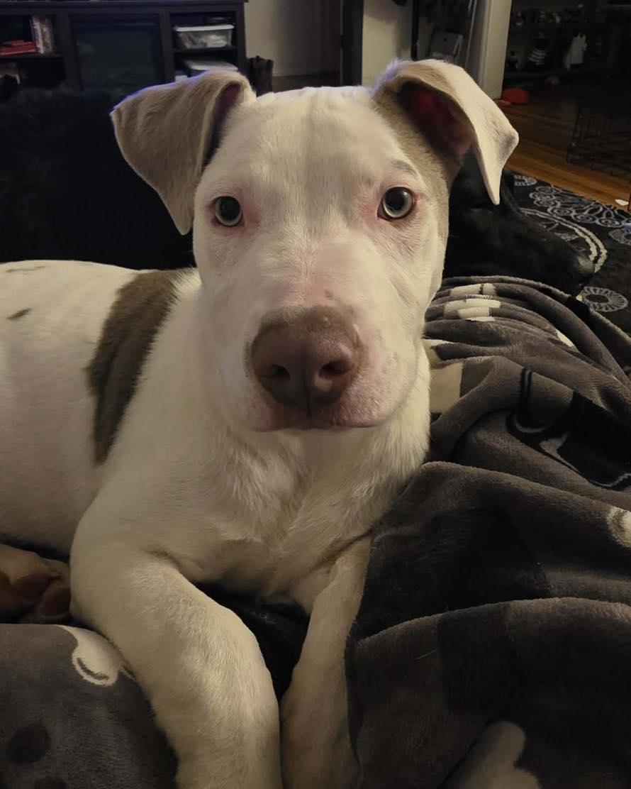 Tank, a ADOPTABLE Pit Bull Terrier in Broken Arrow, OK image 2/3