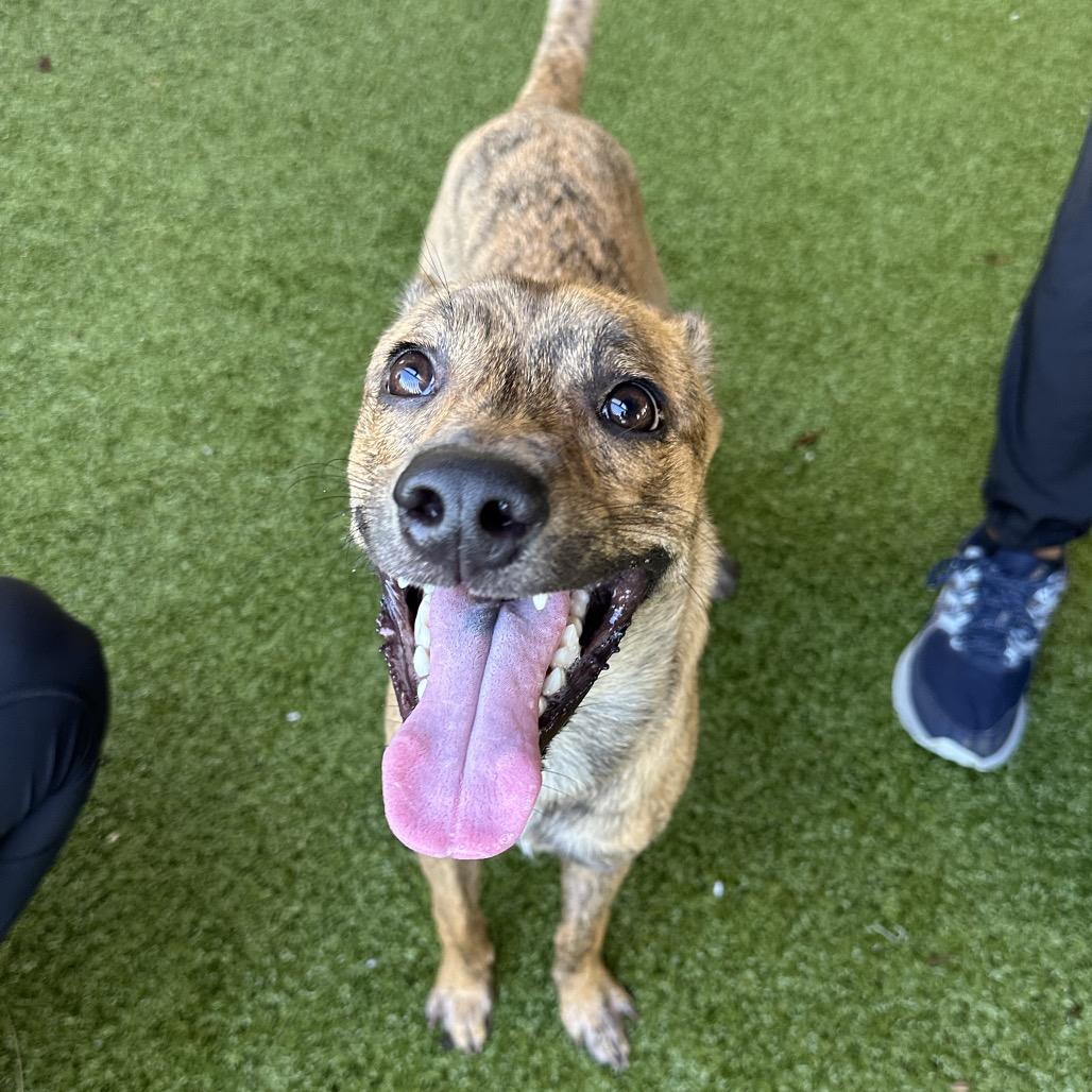 Enlarge Diego, a Adoptable mixed breed in West Palm Beach, FL image 1/6