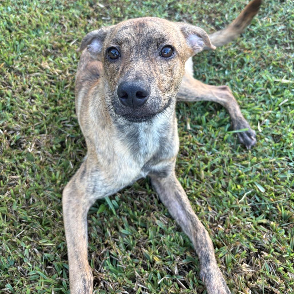 Enlarge Diego, a Adoptable mixed breed in West Palm Beach, FL image 2/6
