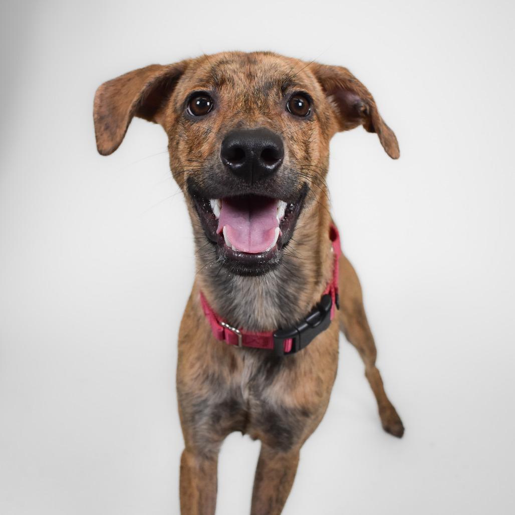 Enlarge Diego, a Adoptable mixed breed in West Palm Beach, FL image 3/6