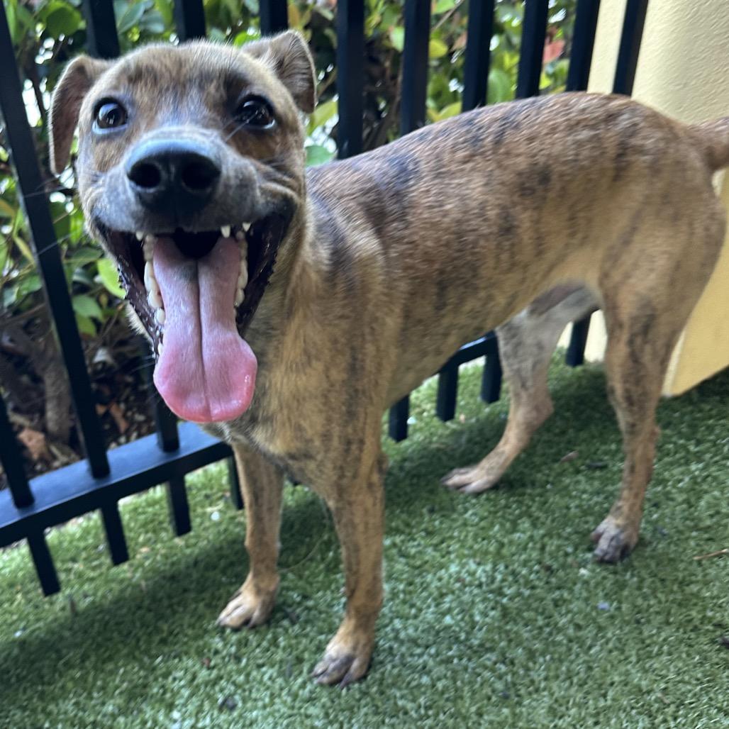 Enlarge Diego, a Adoptable mixed breed in West Palm Beach, FL image 4/6