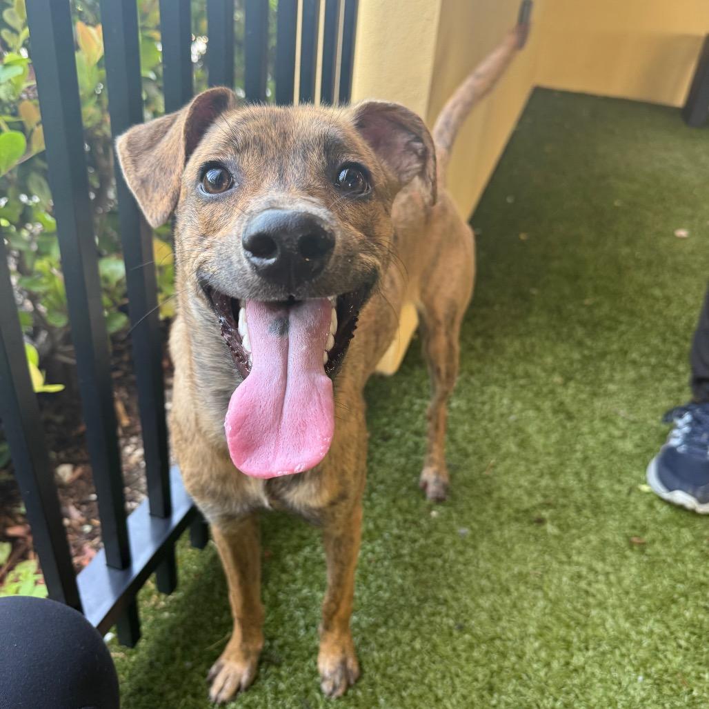 Enlarge Diego, a Adoptable mixed breed in West Palm Beach, FL image 5/6