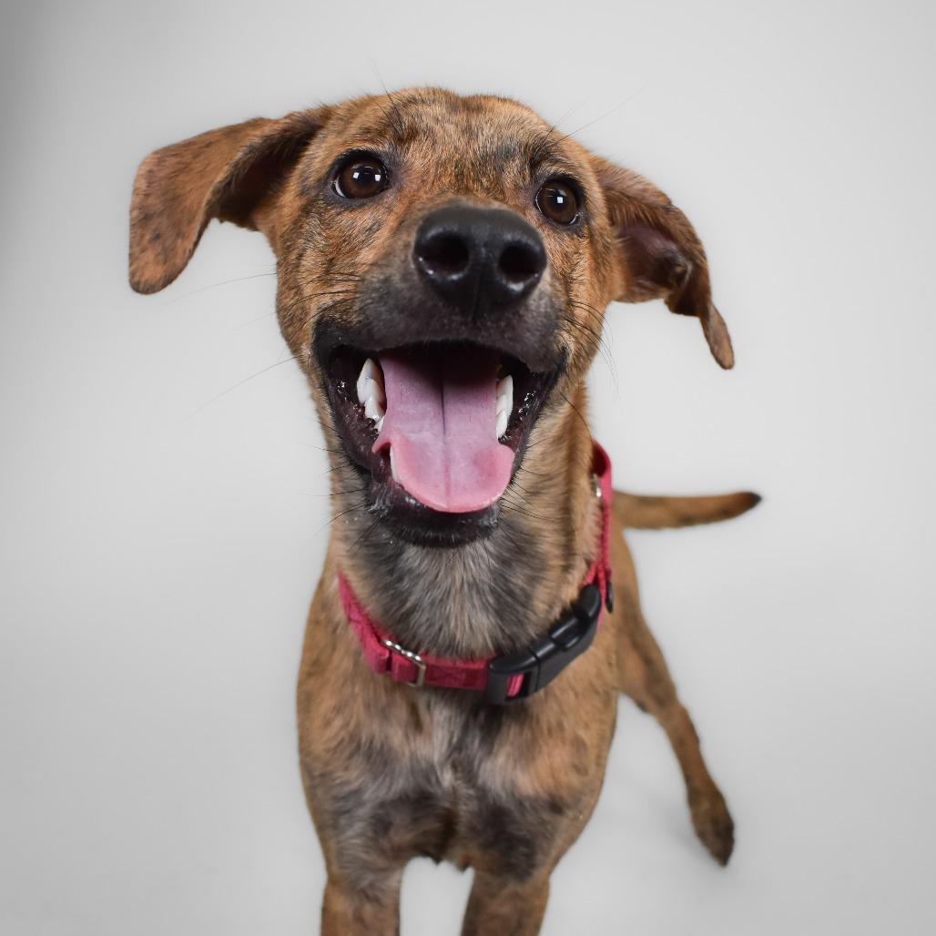 Enlarge Diego, a Adoptable mixed breed in West Palm Beach, FL image 6/6