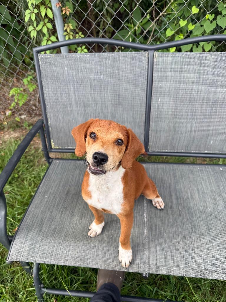 Buford, Adoptable, Puppy Male Beagle.