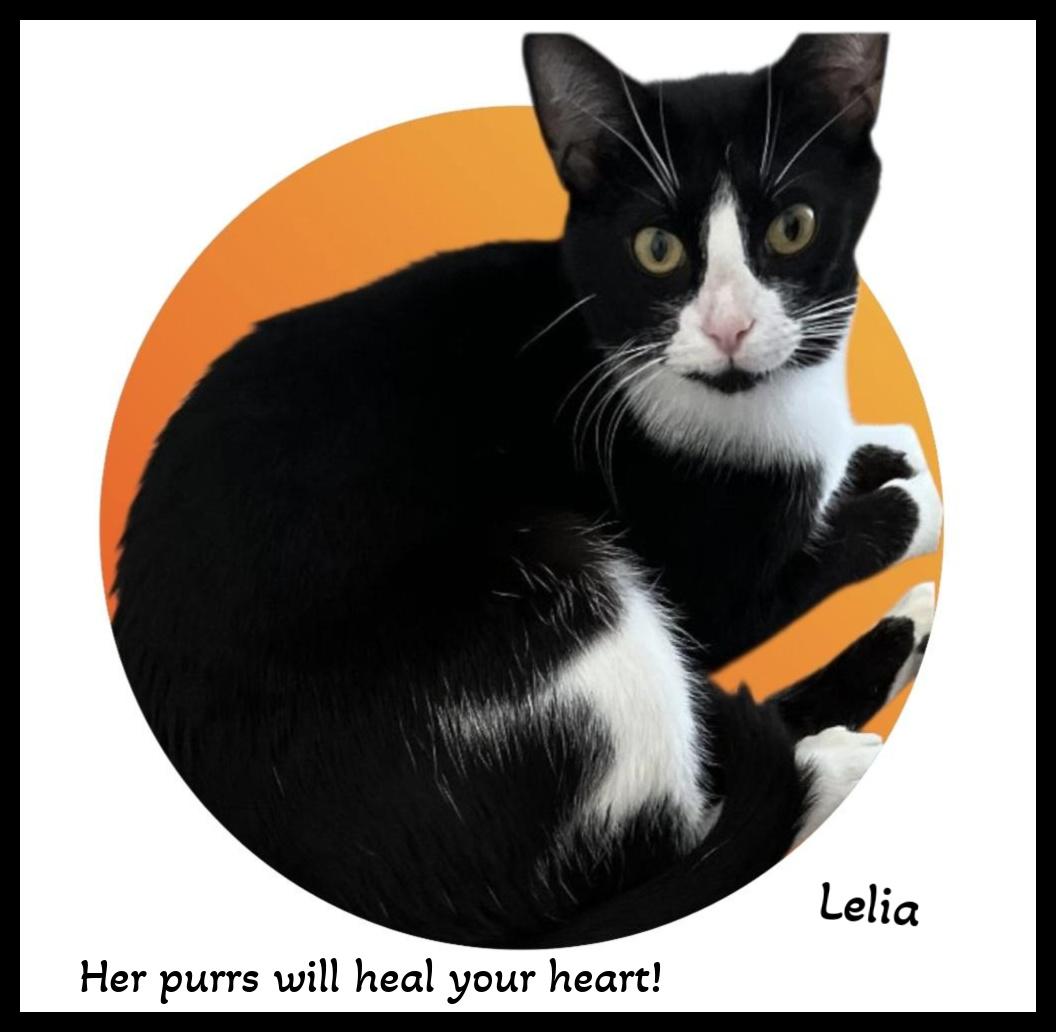 A Forever Friend, A Forever Snuggle - That's Me!! ...Lelia, a Adoptable Domestic Short Hair in Snow Camp, NC image 1/2