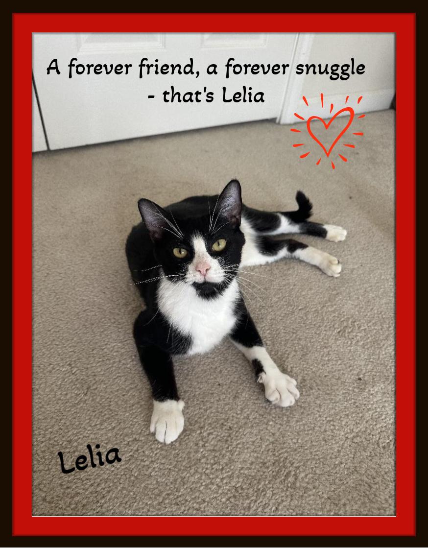 A Forever Friend, A Forever Snuggle - That's Me!! ...Lelia, a Adoptable Domestic Short Hair in Snow Camp, NC image 2/2