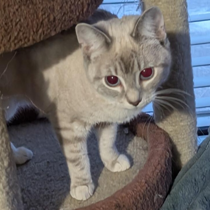 Kris, adopted, Young Female Domestic Short Hair.