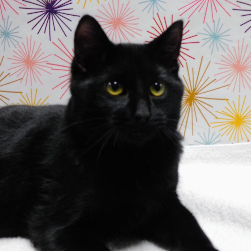 Enlarge Uncle Frank, a Adoptable Domestic Short Hair in Canton, IL image 1/6