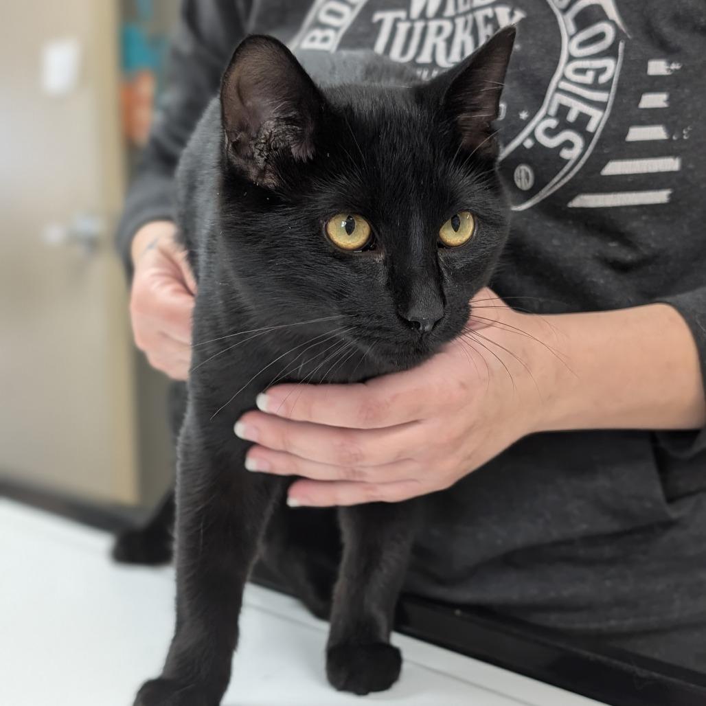 Enlarge Uncle Frank, a Adoptable Domestic Short Hair in Canton, IL image 2/6