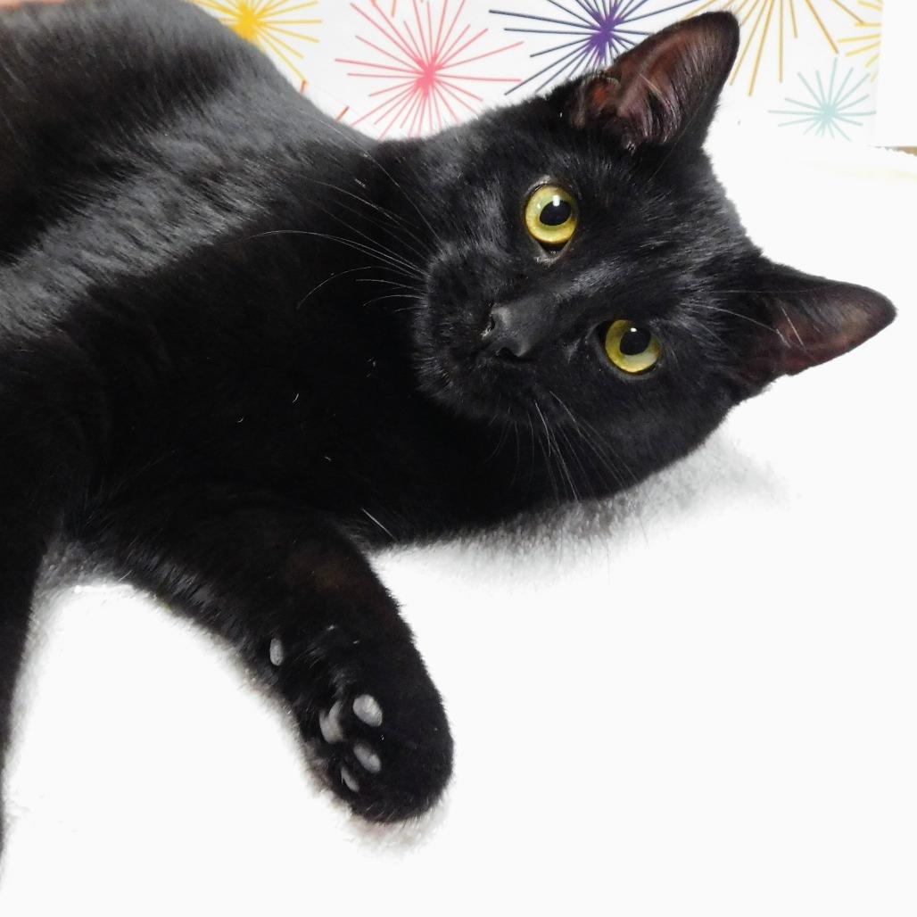 Enlarge Uncle Frank, a Adoptable Domestic Short Hair in Canton, IL image 4/6