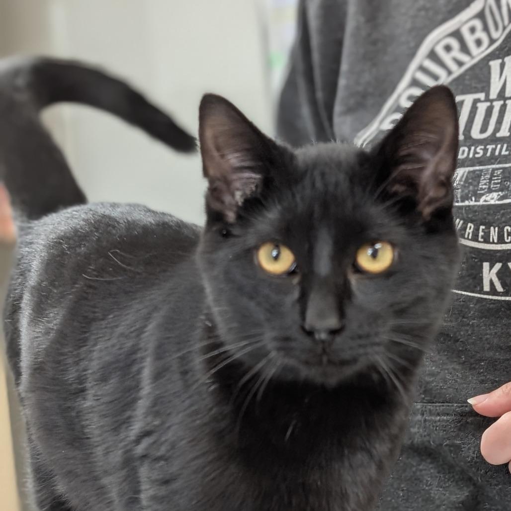 Enlarge Uncle Frank, a Adoptable Domestic Short Hair in Canton, IL image 5/6