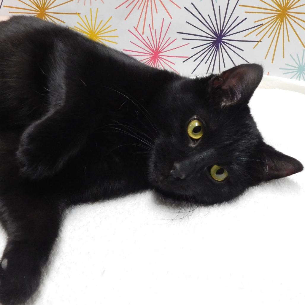 Enlarge Uncle Frank, a Adoptable Domestic Short Hair in Canton, IL image 6/6