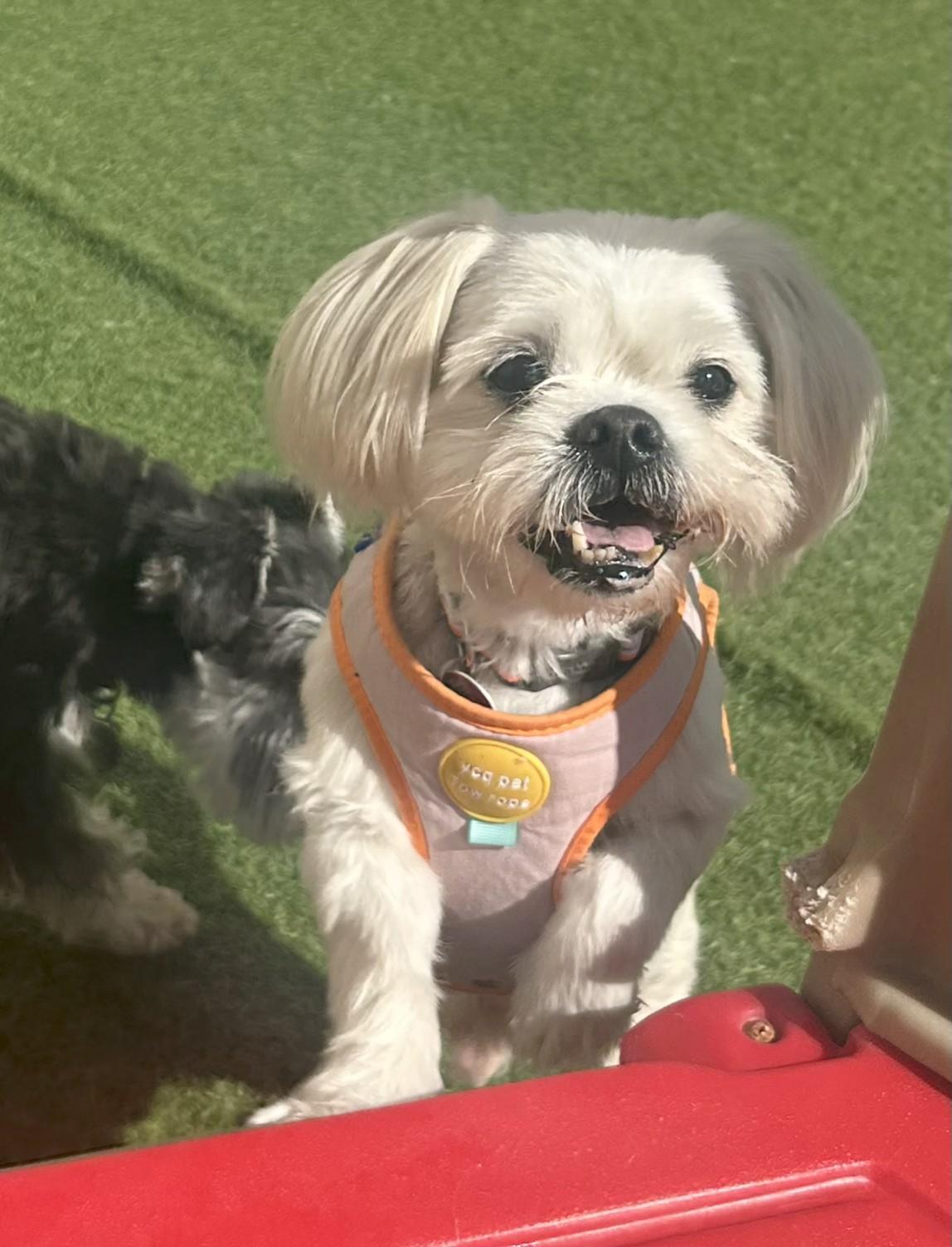 Snowball, Adoptable, Adult Male Maltese.