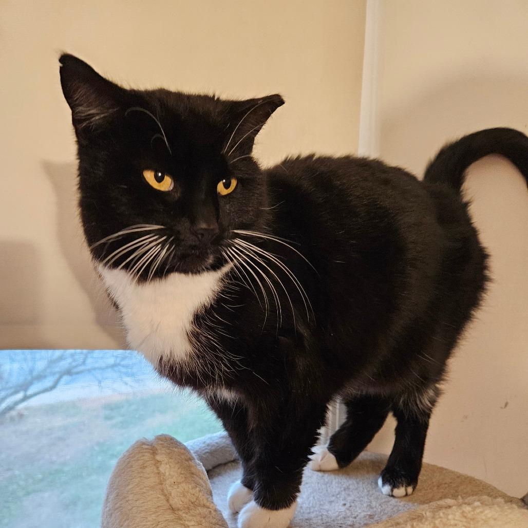 Enlarge Pepper, a Adoptable Domestic Short Hair in Ephrata, PA image 2/4