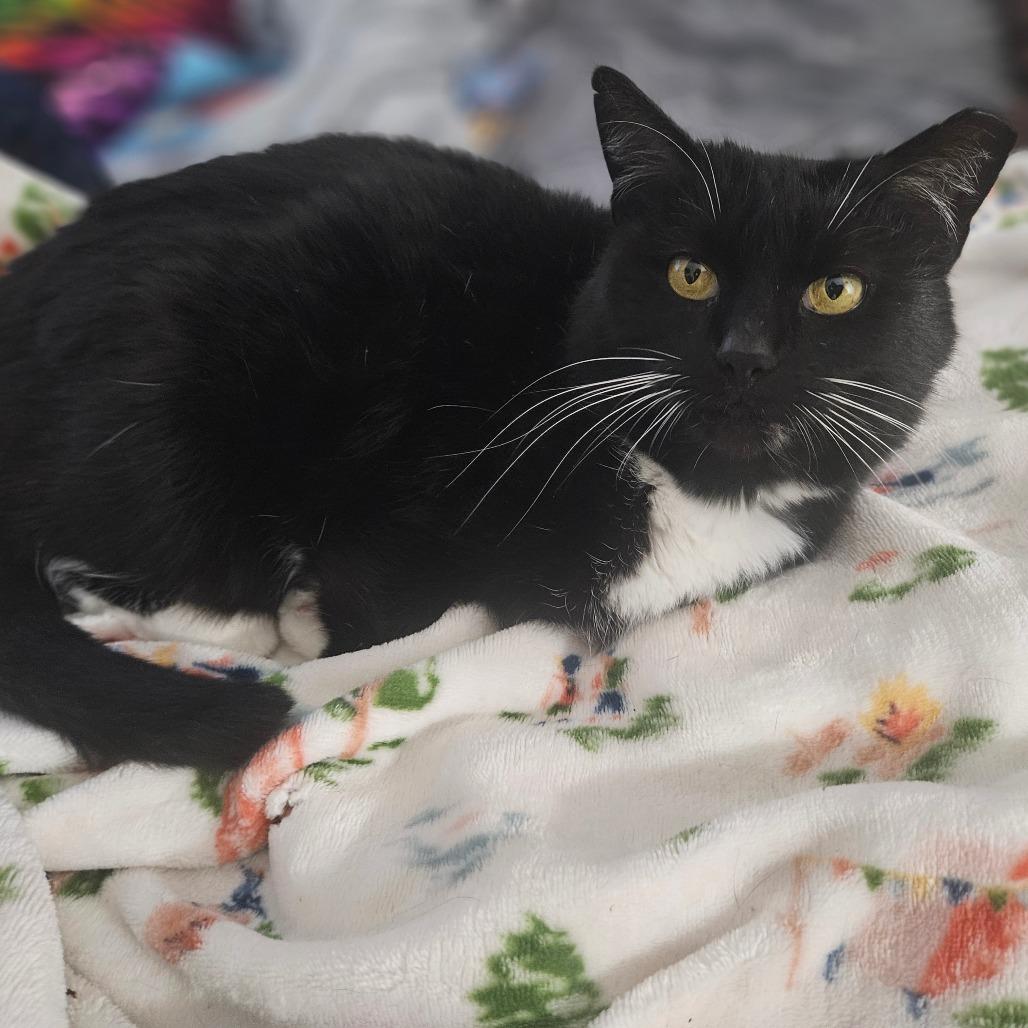 Enlarge Pepper, a Adoptable Domestic Short Hair in Ephrata, PA image 4/4