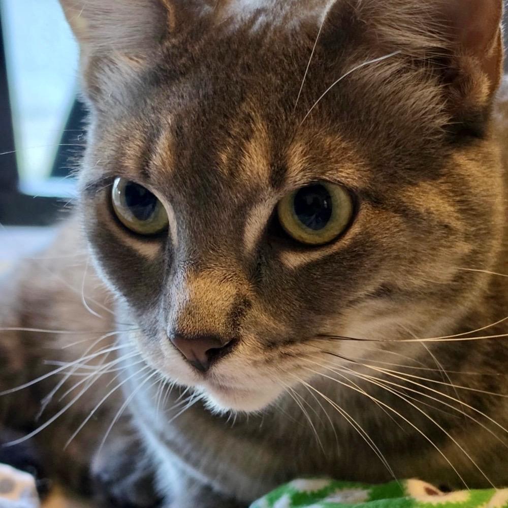 Olive (bonded to Oakley), Adoptable, Young Female Domestic Short Hair.
