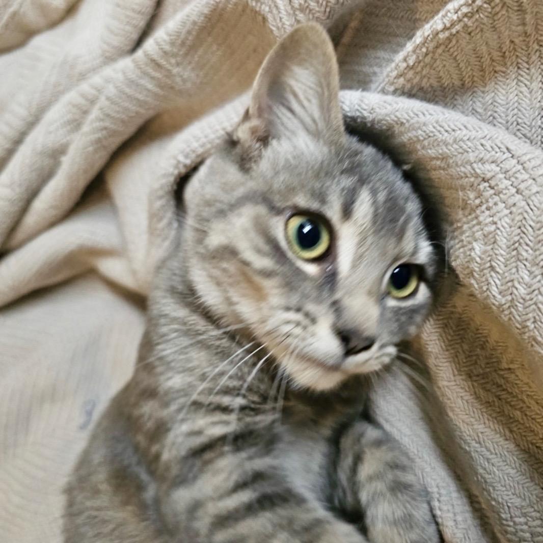 Enlarge Olive (bonded to Oakley), a Adoptable Domestic Short Hair in Austin, TX image 2/3