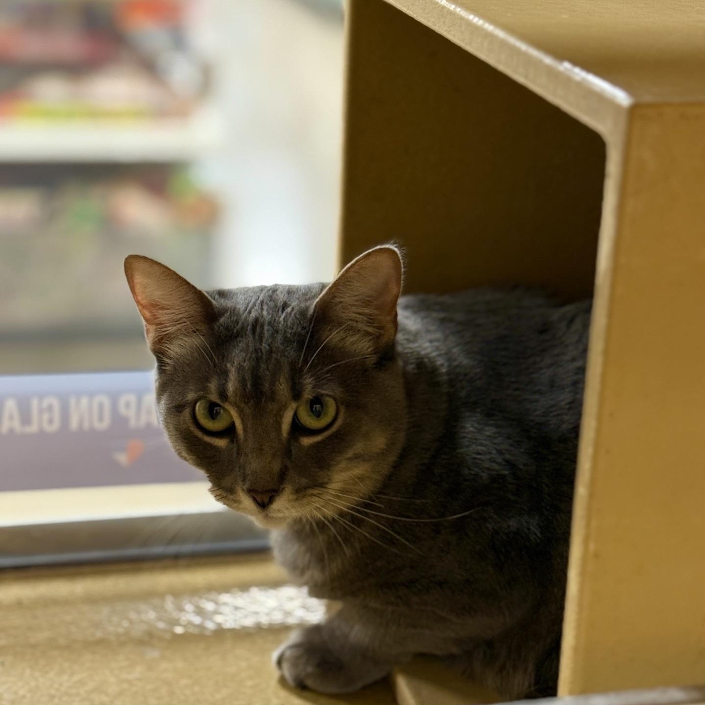 Enlarge Olive (bonded to Oakley), a Adoptable Domestic Short Hair in Austin, TX image 3/3