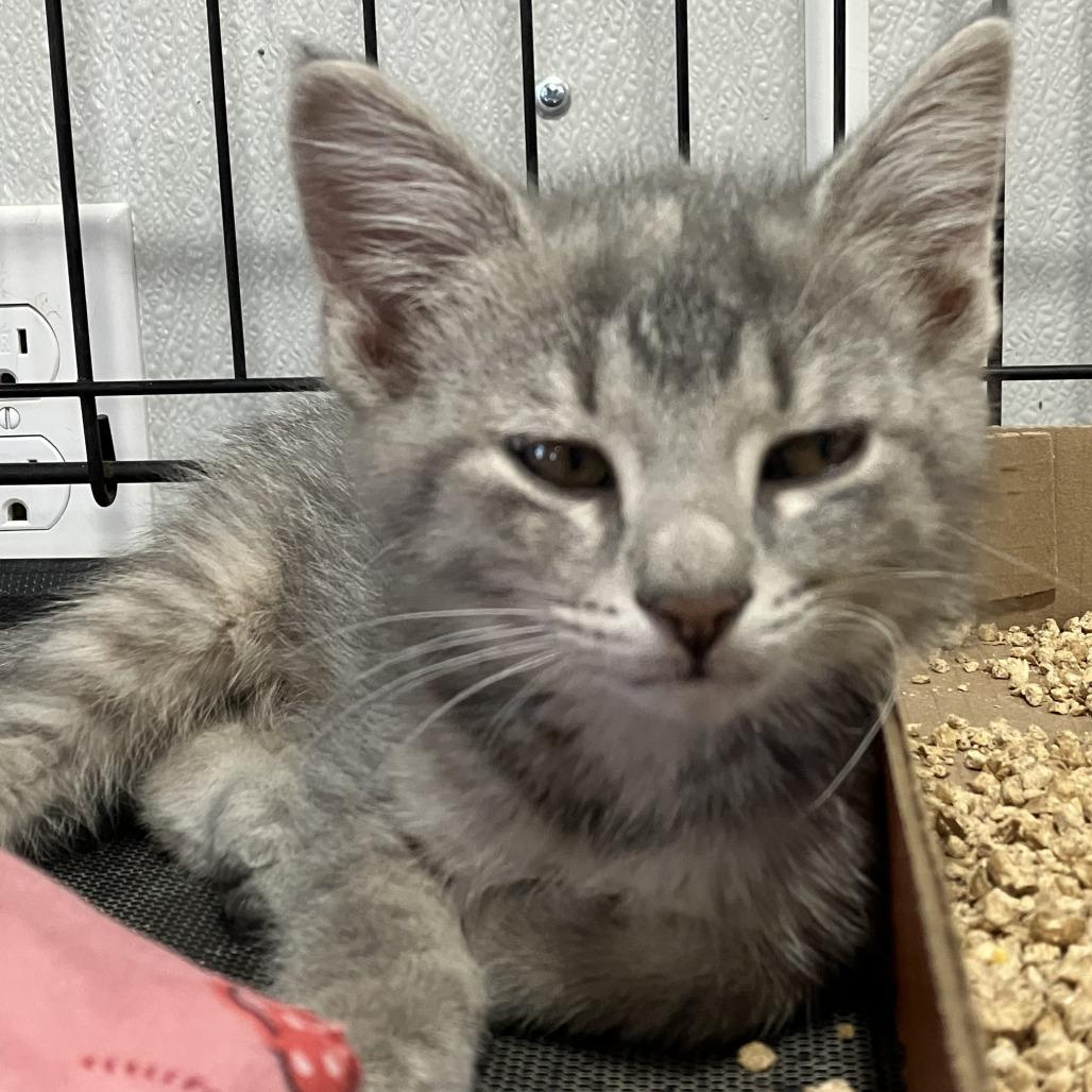 Enlarge Snow Cone - Chow Hound Northland, a Adoptable Domestic Short Hair in Grand Rapids, MI image 1/1