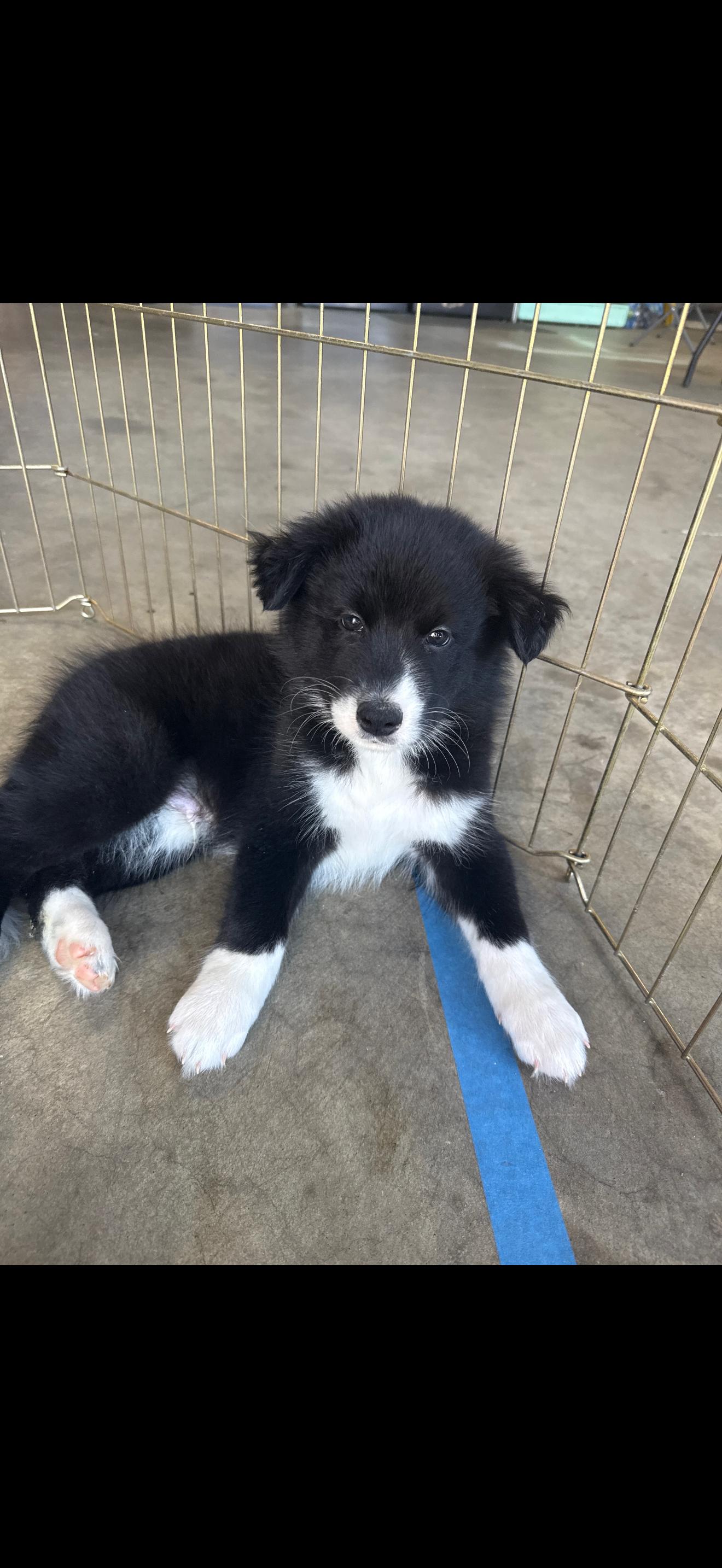 Hank and Max - The Stunning Boys