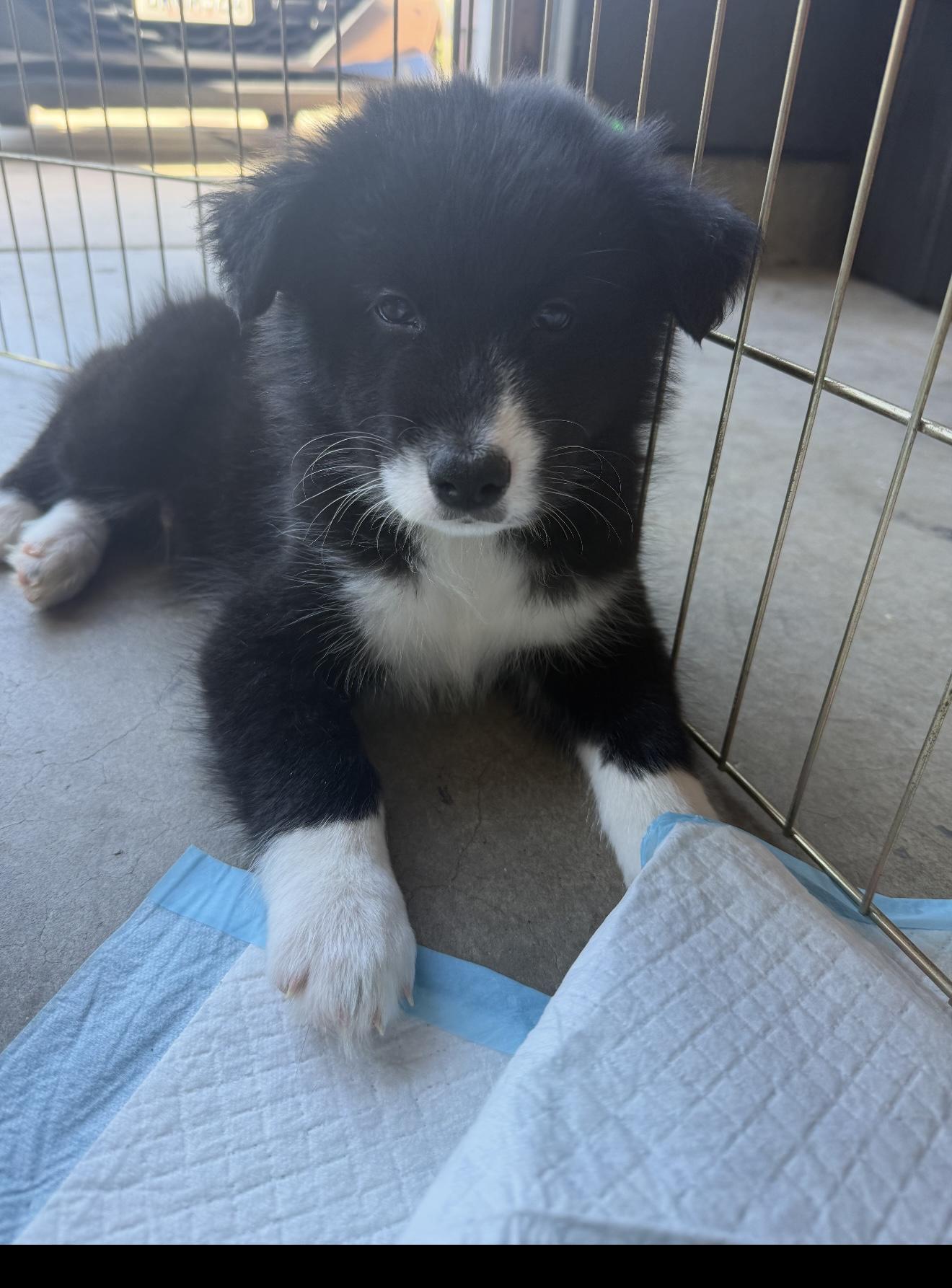 Hank and Max - The Stunning Boys