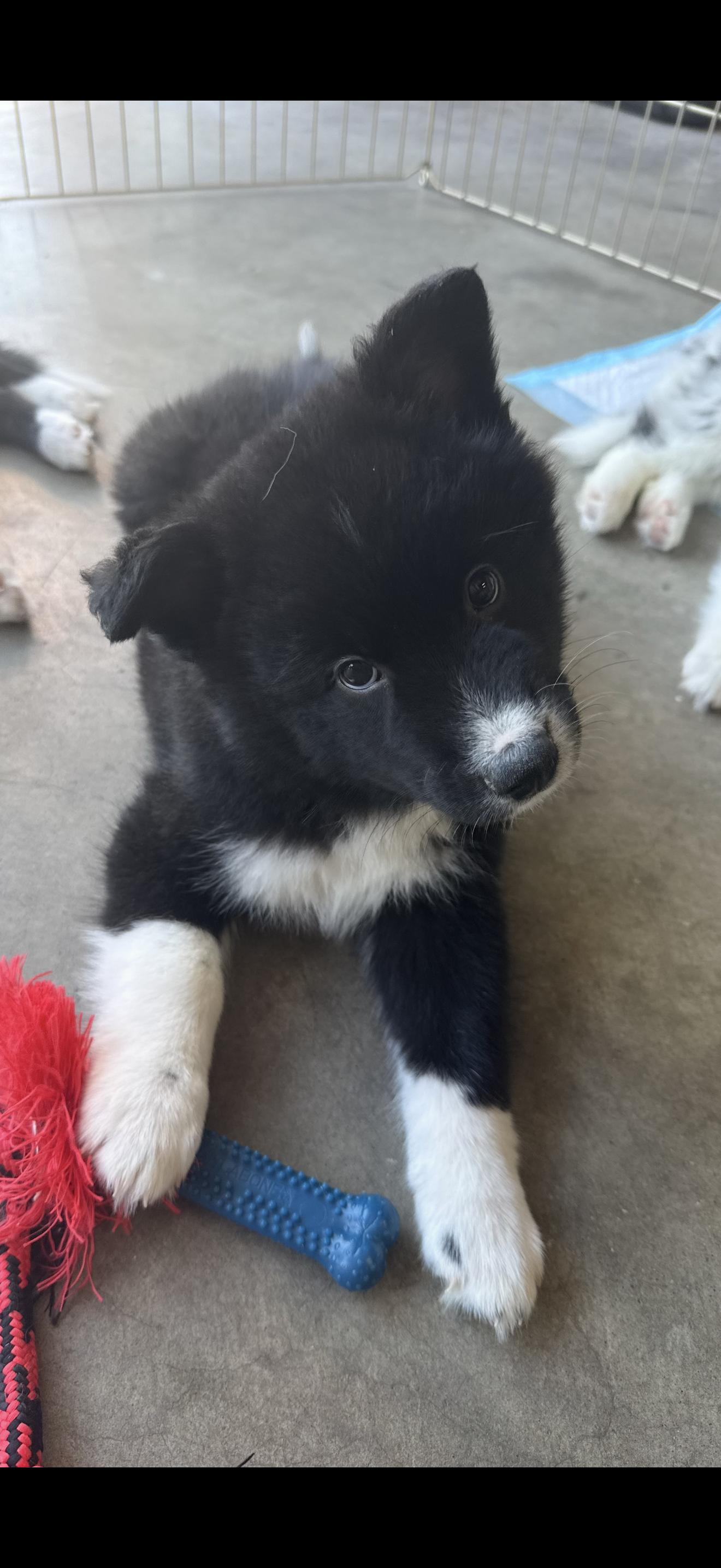 Hank and Max - The Stunning Boys