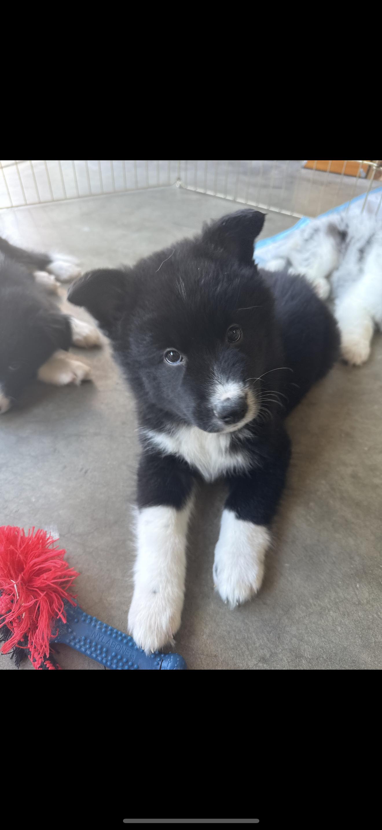 Hank and Max - The Stunning Boys