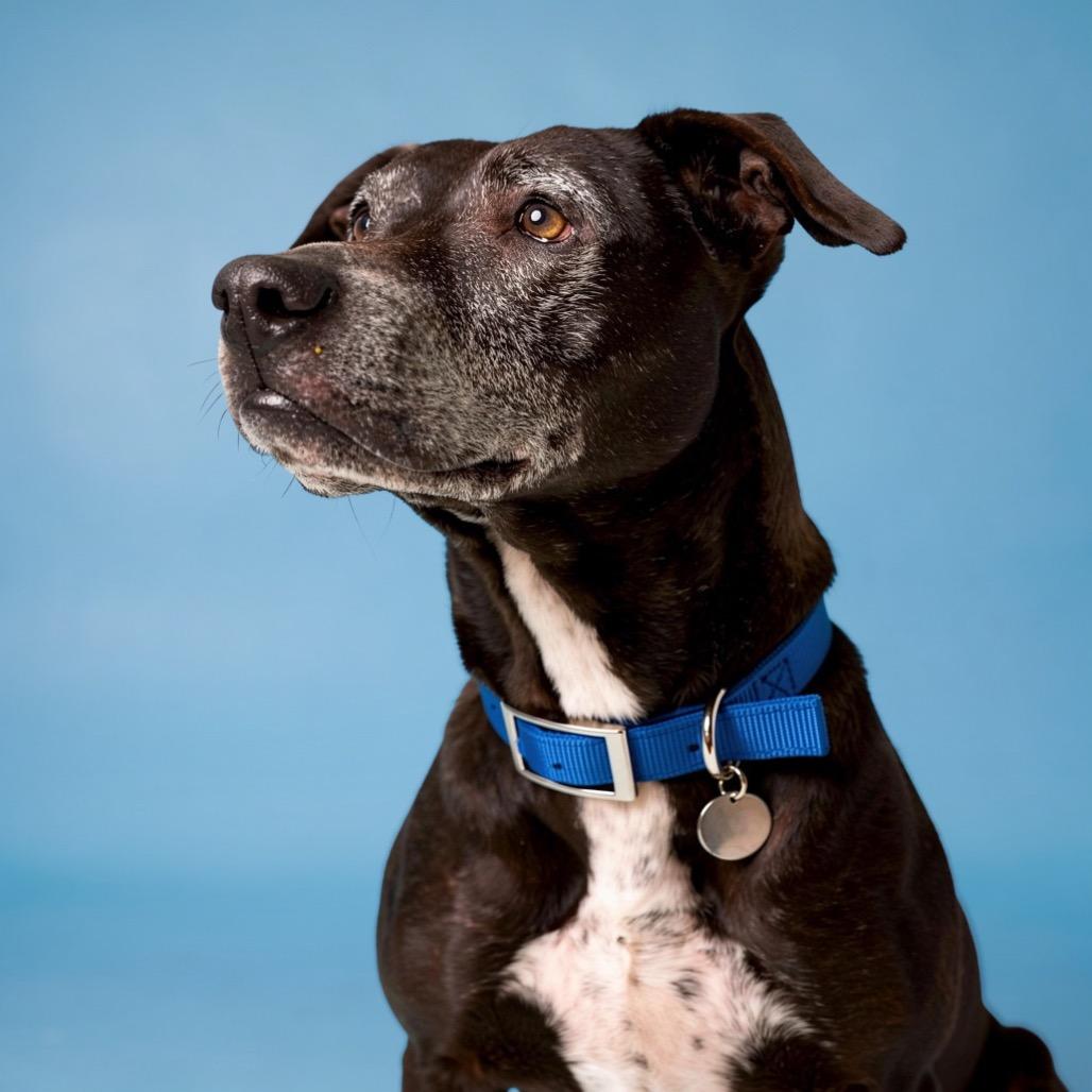 Yzma, Adoptable, Senior Female Mixed Breed.