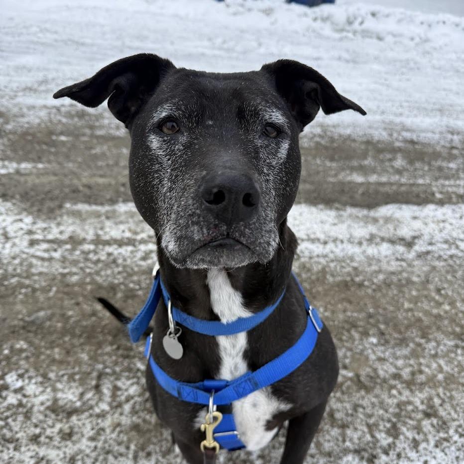 Enlarge Yzma, a Adoptable Mixed Breed in Bangall, NY image 2/6