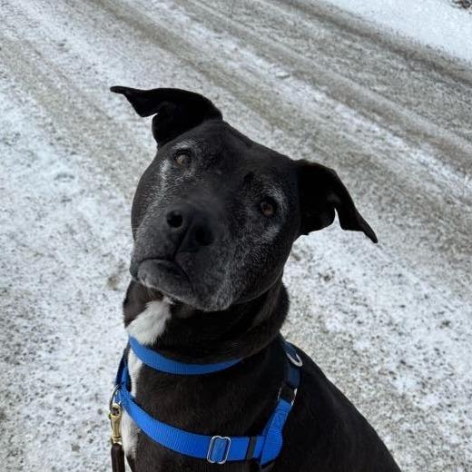 Enlarge Yzma, a Adoptable Mixed Breed in Bangall, NY image 3/6