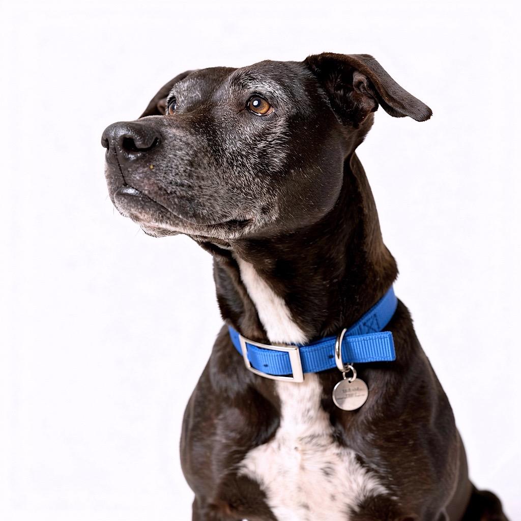 Enlarge Yzma, a Adoptable Mixed Breed in Bangall, NY image 1/4