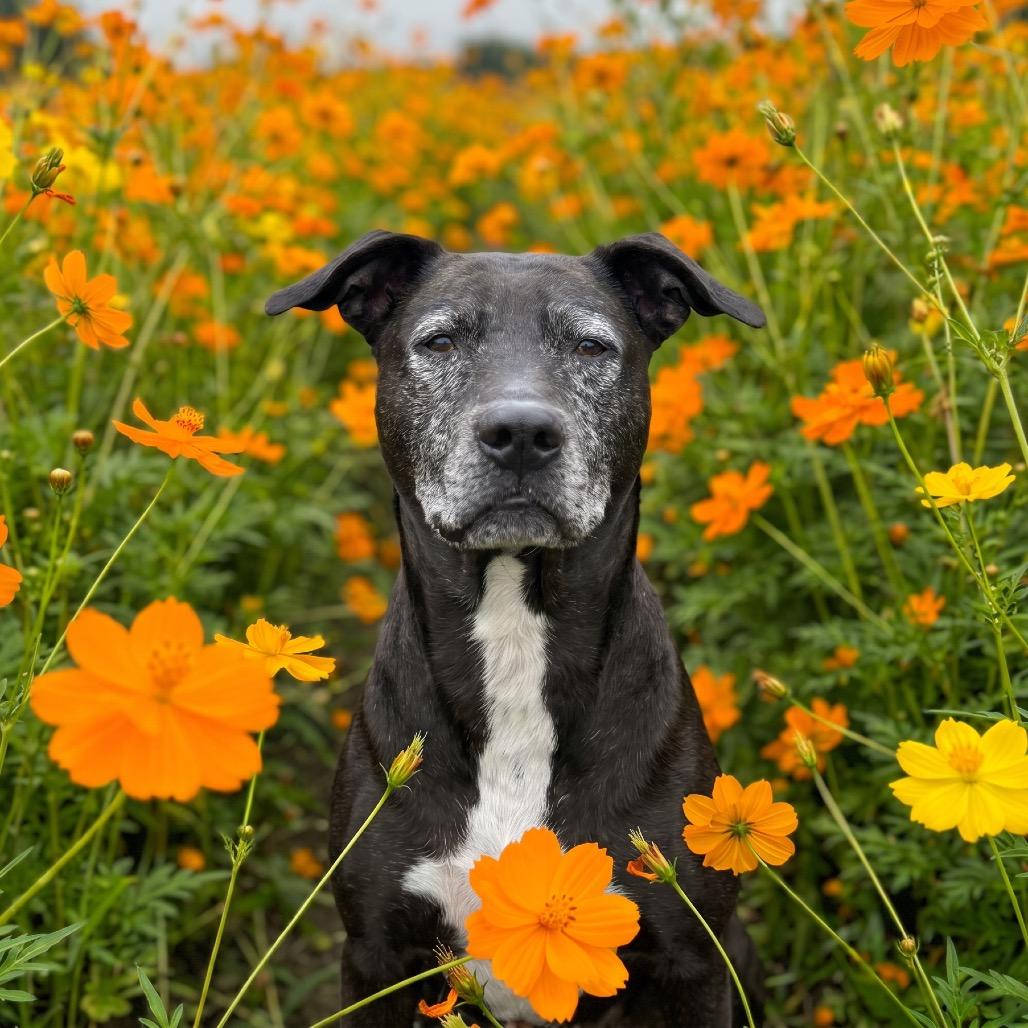 Enlarge Yzma, a Adoptable Mixed Breed in Bangall, NY image 3/6