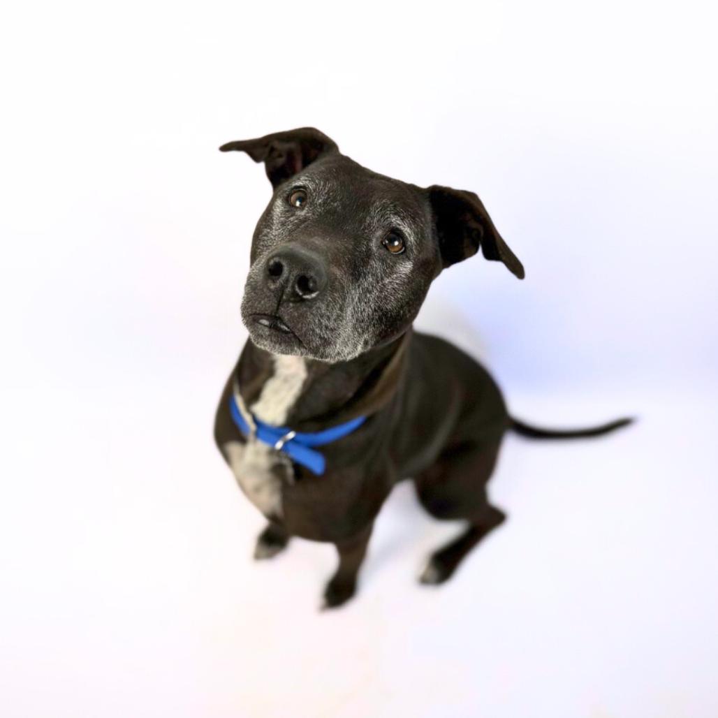 Enlarge Yzma, a Adoptable Mixed Breed in Bangall, NY image 2/4