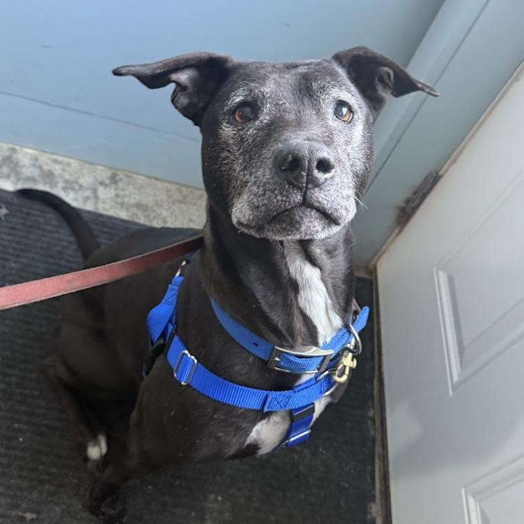 Enlarge Yzma, a Adoptable Mixed Breed in Bangall, NY image 4/4