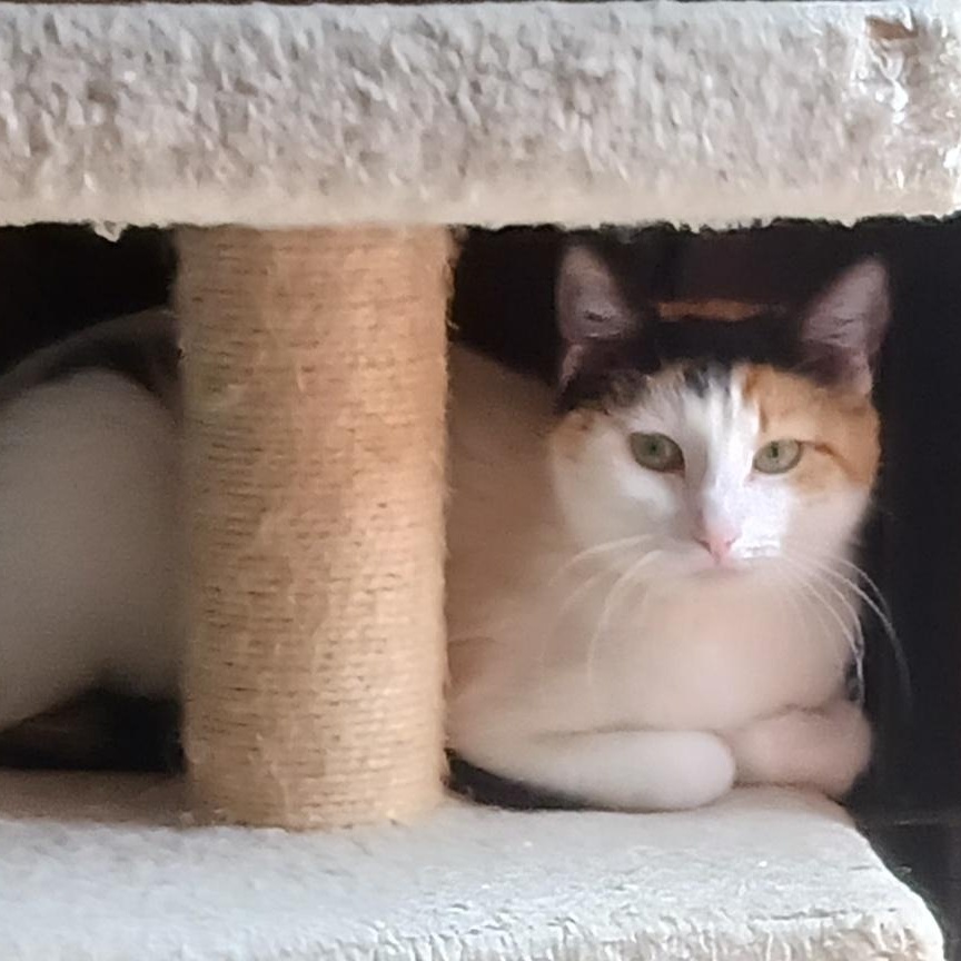 Enlarge Banana Split, an adoptable Domestic Short Hair in Richmond, VA image 2/3