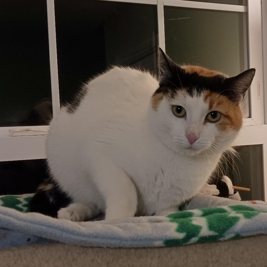 Enlarge Banana Split, an adoptable Domestic Short Hair in Richmond, VA image 1/3