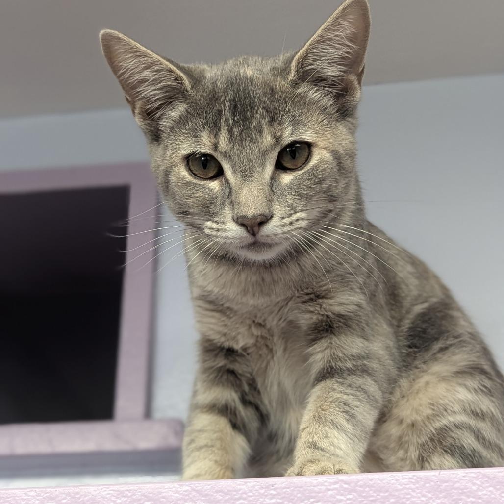 Jenny, Adoptable, Kitten Female Domestic Short Hair.