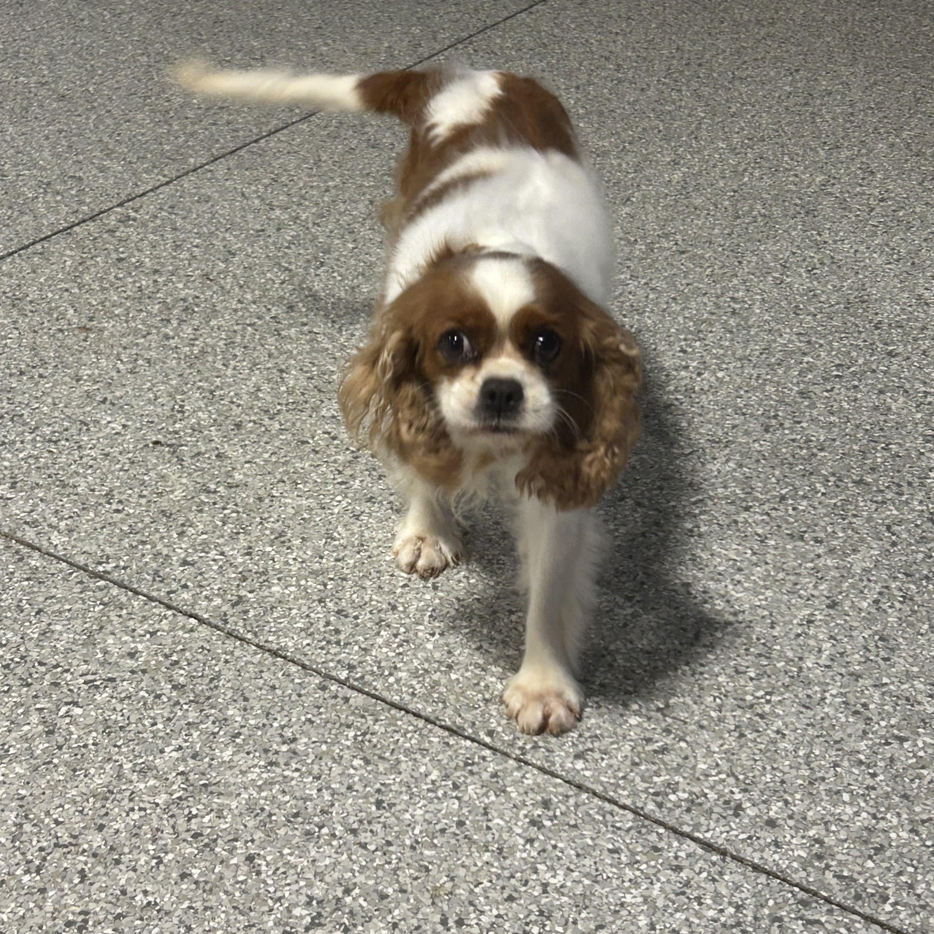 Enlarge Nyla 19 lbs, a Adoptable Cavalier King Charles Spaniel in Antwerp, OH image 2/5