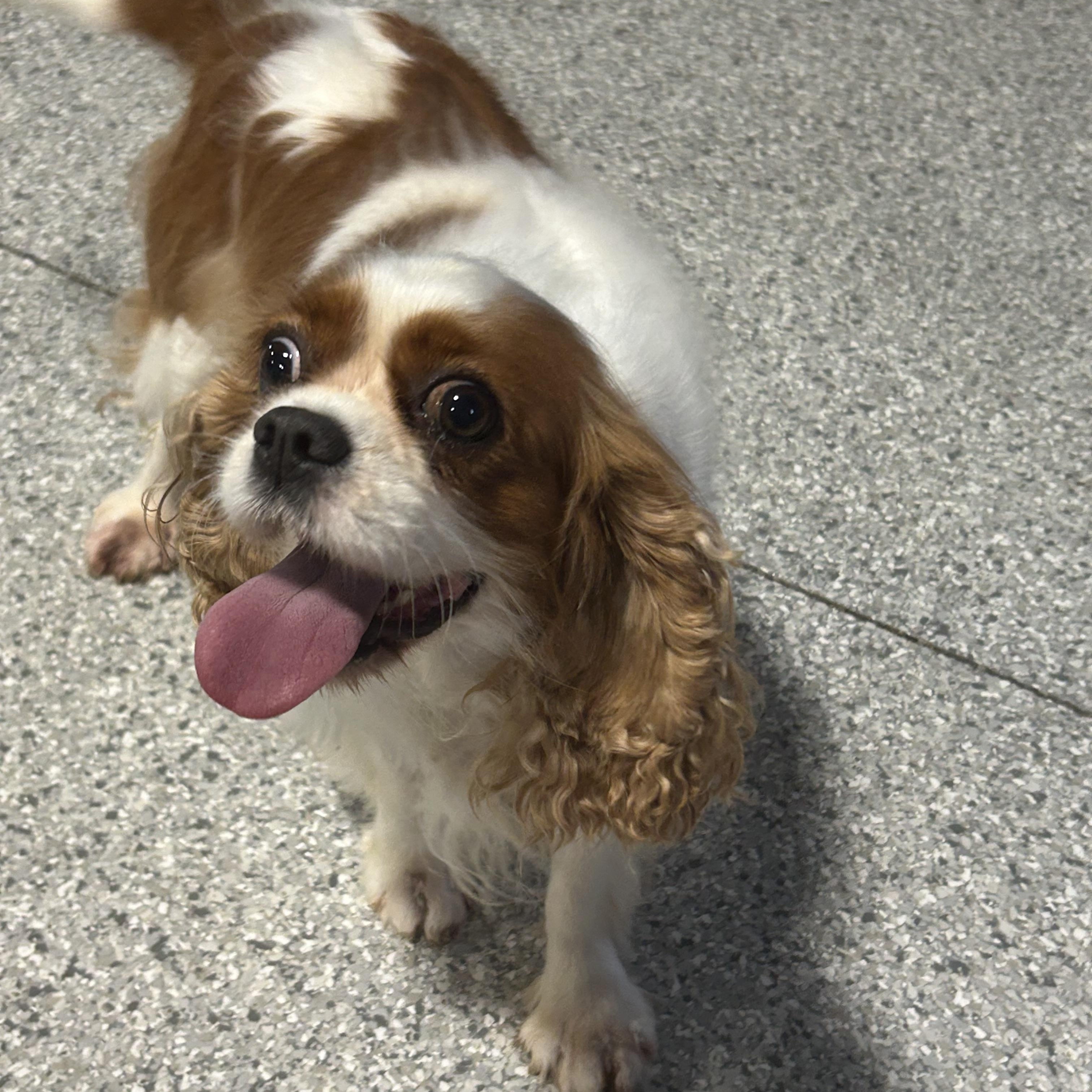 Enlarge Nyla 19 lbs, a Adoptable Cavalier King Charles Spaniel in Antwerp, OH image 3/5