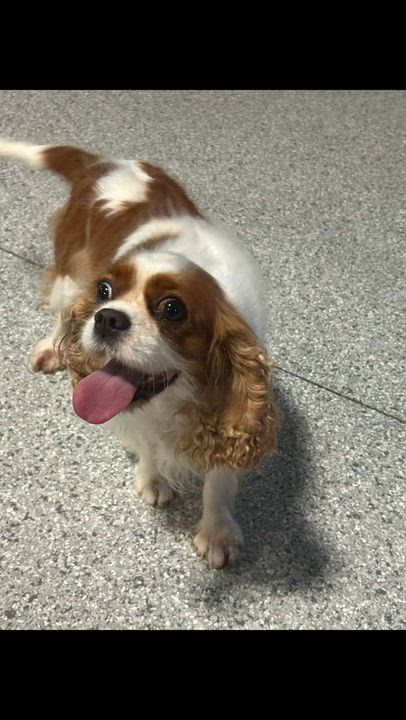 Enlarge Nyla 19 lbs, a Adoptable Cavalier King Charles Spaniel in Antwerp, OH video 4/5
