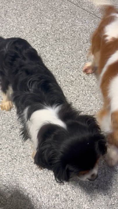 Enlarge Nyla 19 lbs, a Adoptable Cavalier King Charles Spaniel in Antwerp, OH video 5/5