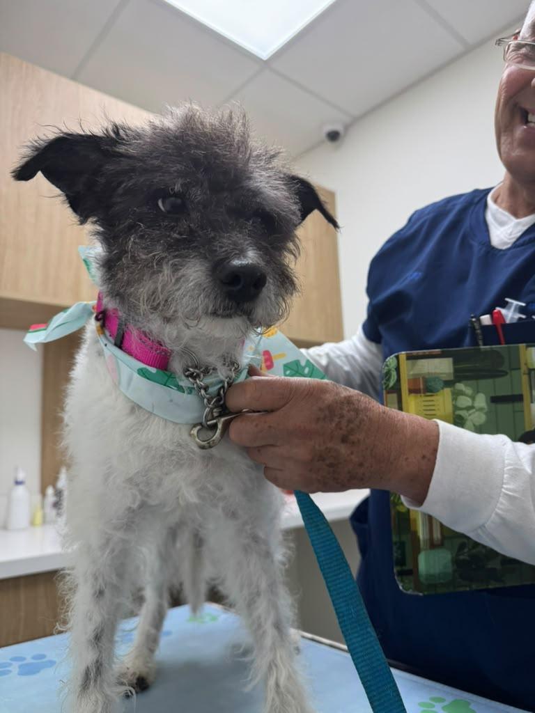 Enlarge Scruffy, a Adopted mixed breed in Miami, FL image 5/5