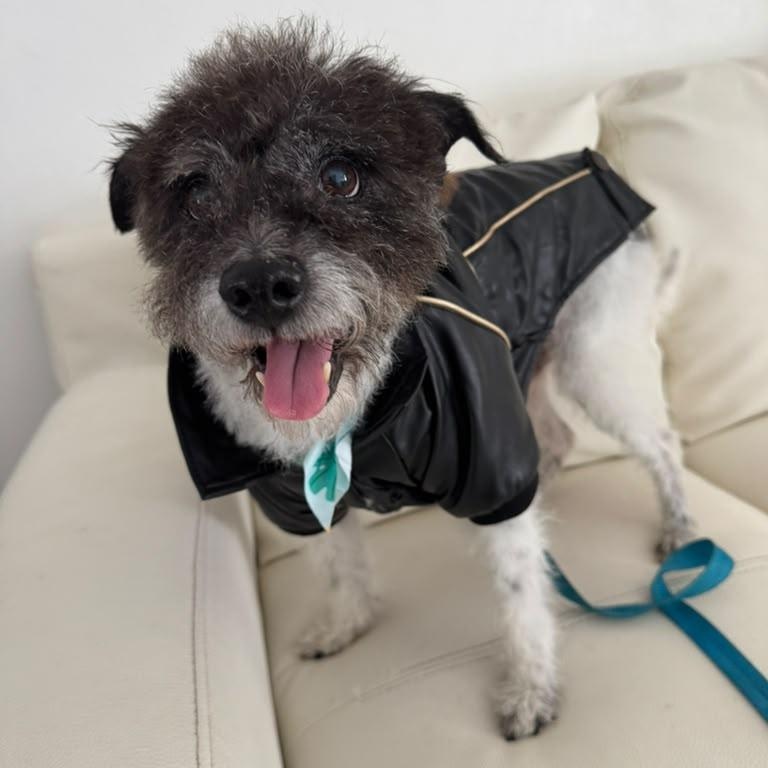 Scruffy, Adopted, Young Male Schnauzer.