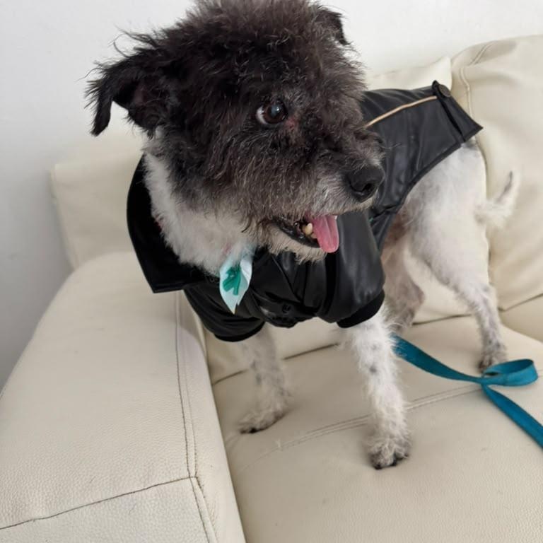 Enlarge Scruffy, a Adopted mixed breed in Miami, FL image 2/5